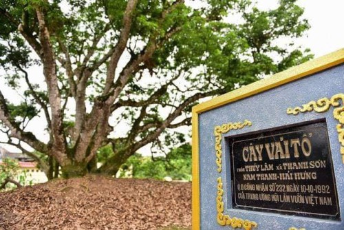 vai-thieu.jpg